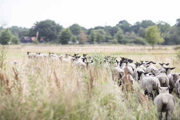 Suffolk Sheep at the Farm