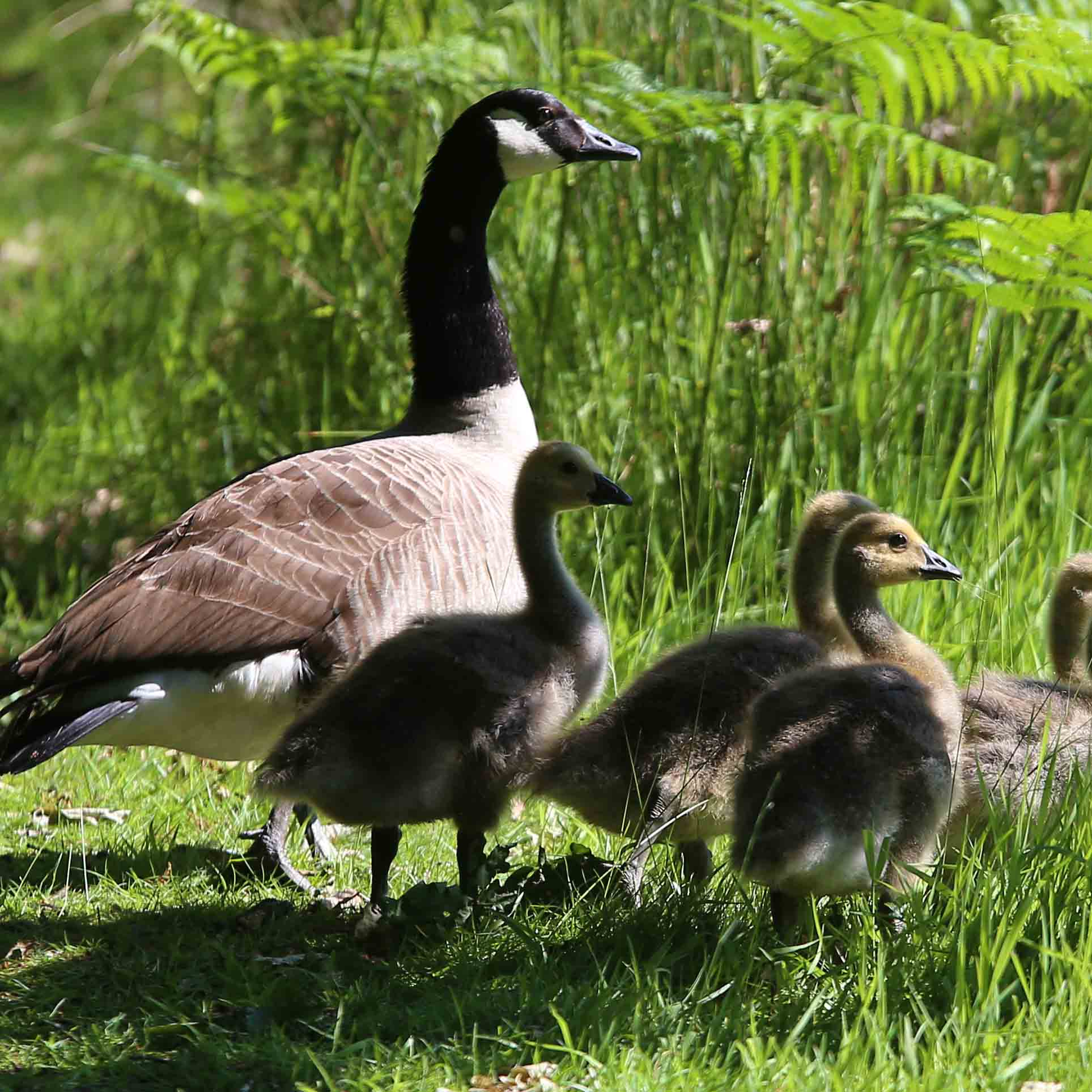 Image 2025 06 11 105748536