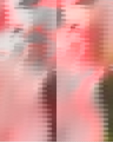 Idml 25