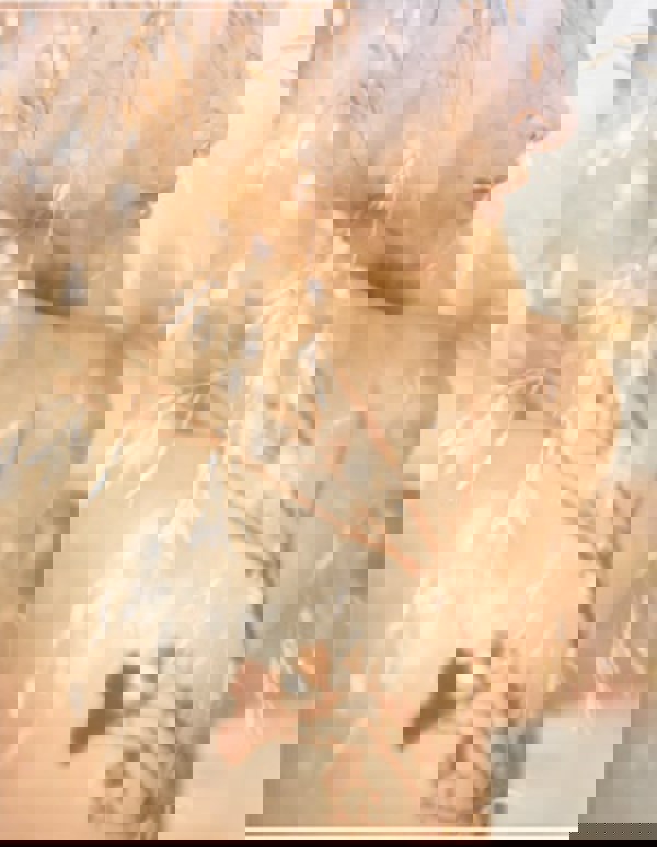 Idml 20