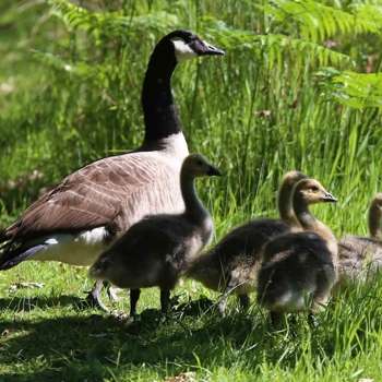 Wildlife