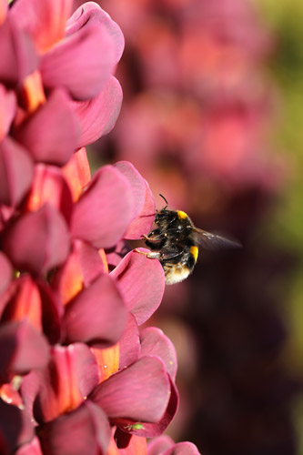 Flower Bee