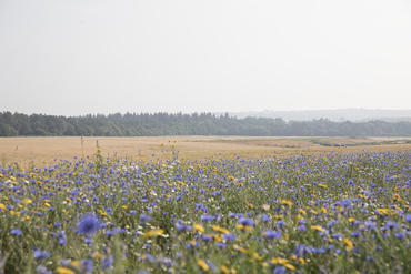 Wildflowers in Summer