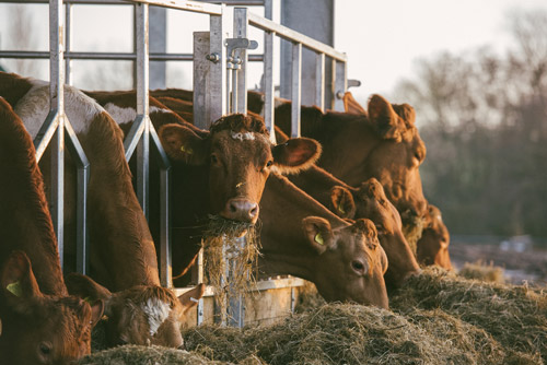 Cows