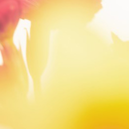 Wildsmith Luke Evans 7 (1)