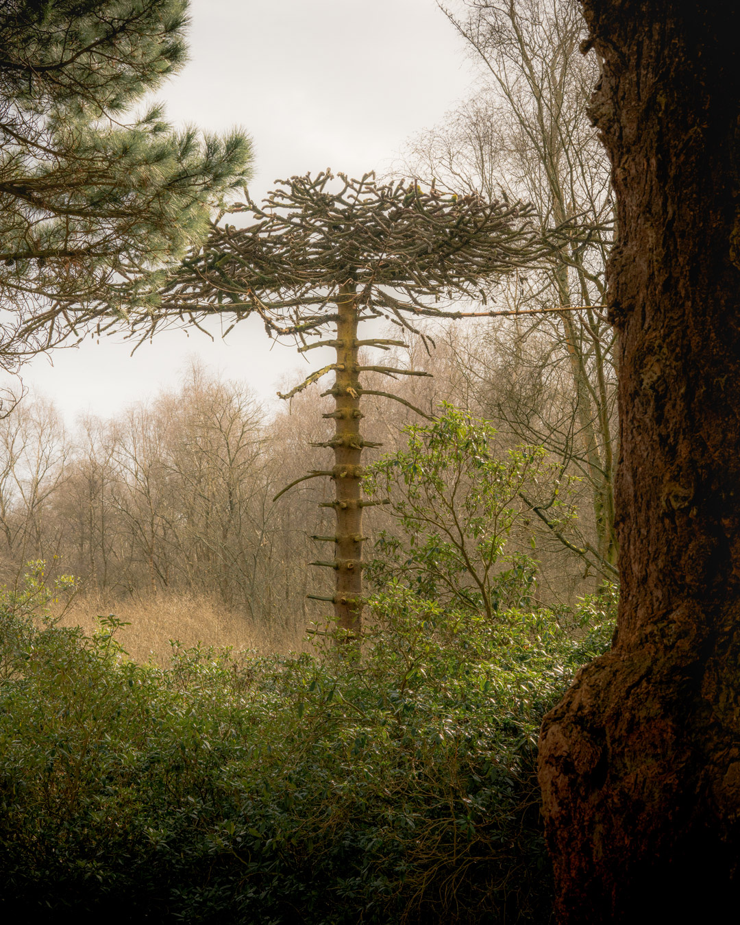 Woodlands2