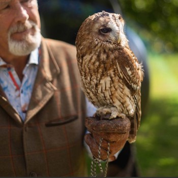 Falconryheckfield 1 (Small)