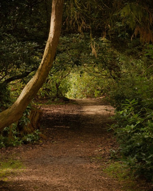Path In Woods