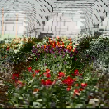 Seasonal Tulips in Spring