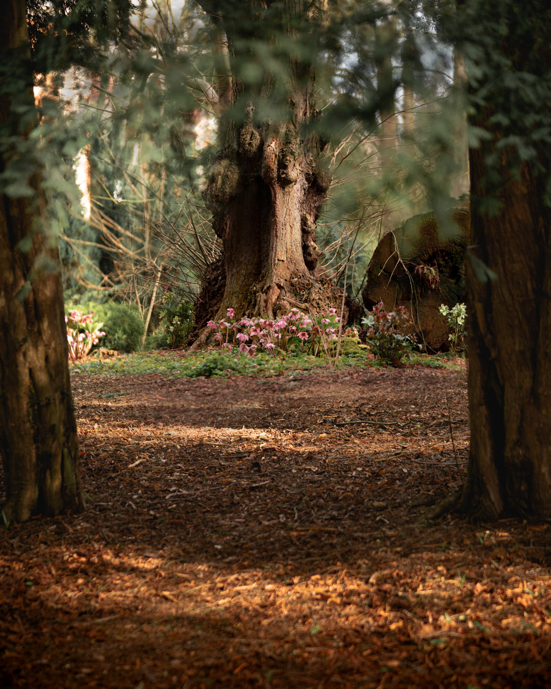 Woodlands1