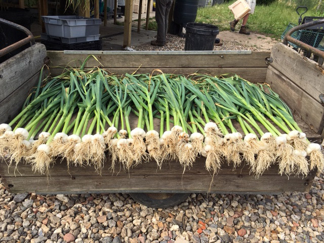 Onions