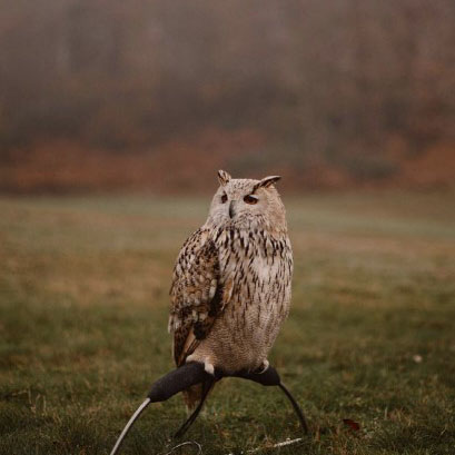 Falconry Crop