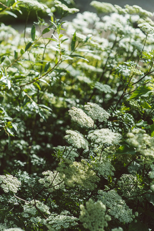 Flowers1