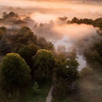 Woodland Drone Shot (Small)